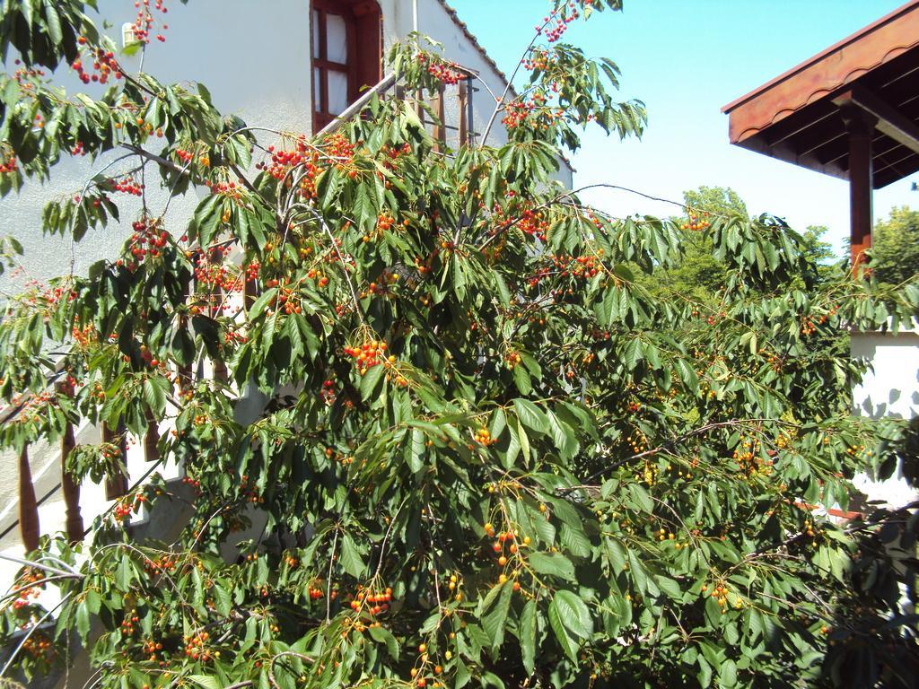Amfora Guest House Bjała Zewnętrze zdjęcie